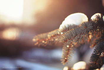 353/365 another winter shot... - image gratuit #285973